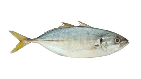 Yellowtail scad .